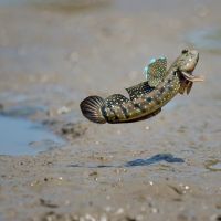 10 удивительных фактов о рыбах, которые вы не знали